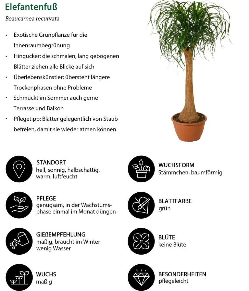 Elefantenfuß - Beaucarnea recurvata