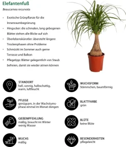 Elefantenfuß - Beaucarnea recurvata