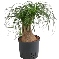 Elefantenfuß - Beaucarnea recurvata, Hydrokultur