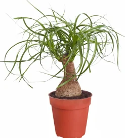 Elefantenfuß - Beaucarnea recurvata