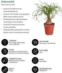 Elefantenfuß - Beaucarnea recurvata