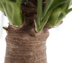Elefantenfuß - Beaucarnea recurvata