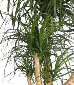 Elefantenfuß - Beaucarnea recurvata, verzweigt
