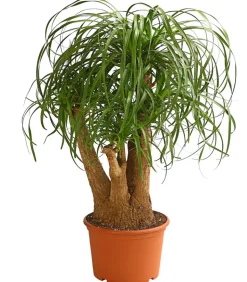 Elefantenfuß - Beaucarnea recurvata, verzweigt