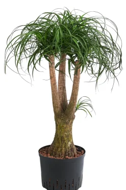 Elefantenfuß - Beaucarnea recurvata, Hydrokultur