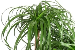 Elefantenfuß - Beaucarnea recurvata, Hydrokultur