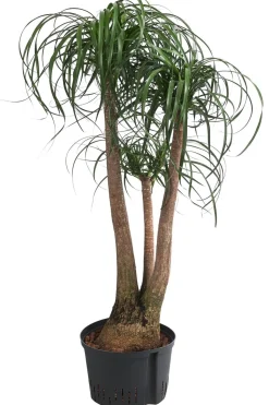 Elefantenfuß - Beaucarnea recurvata, Hydrokultur