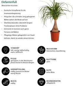 Elefantenfuß - Beaucarnea recurvata