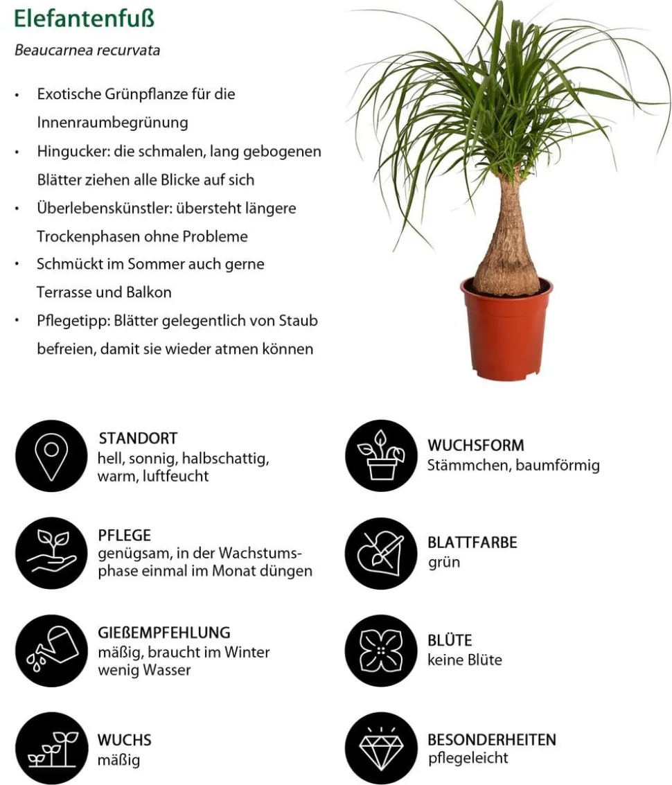 Elefantenfuß - Beaucarnea recurvata