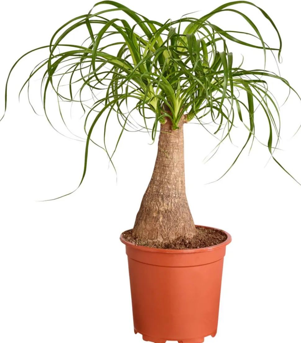 Elefantenfuß - Beaucarnea recurvata