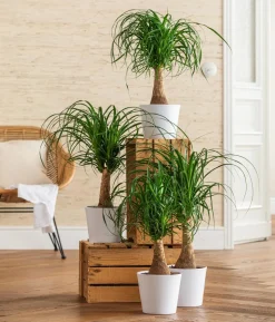 Elefantenfuß - Beaucarnea recurvata