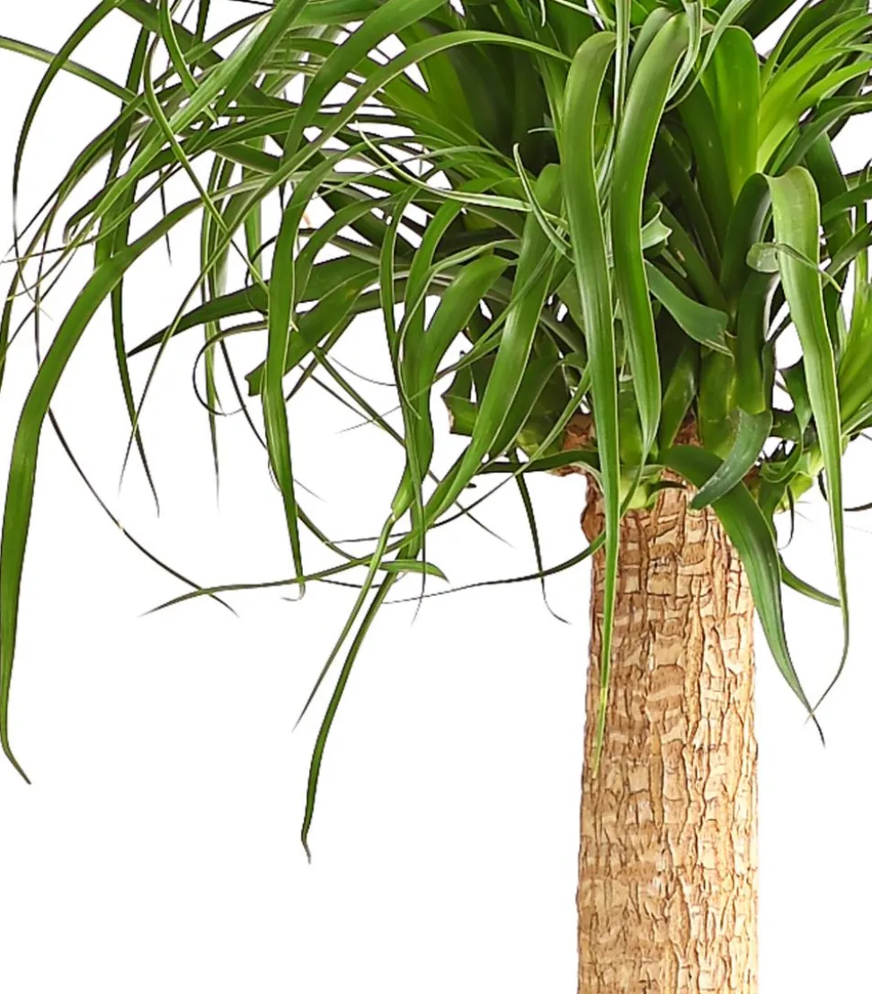 Elefantenfuß - Beaucarnea recurvata