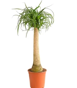 Elefantenfuß - Beaucarnea recurvata