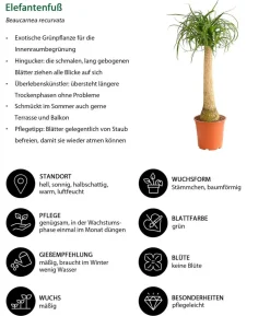 Elefantenfuß - Beaucarnea recurvata