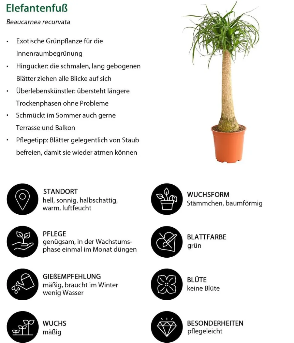Elefantenfuß - Beaucarnea recurvata