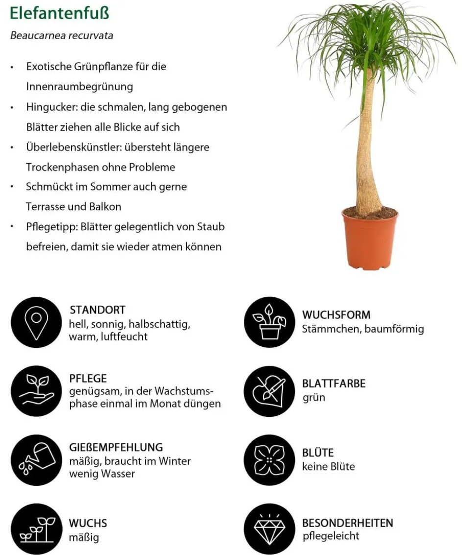 Elefantenfuß - Beaucarnea recurvata