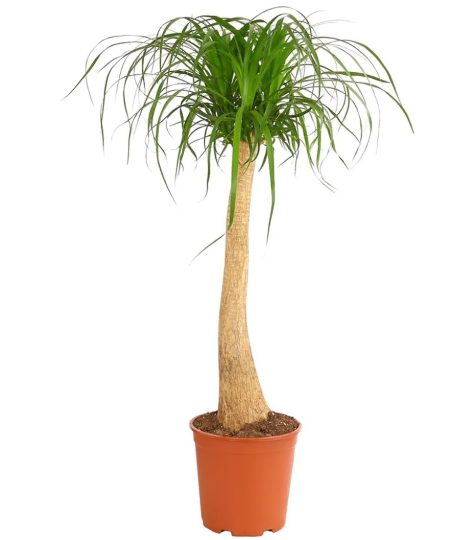 Elefantenfuß - Beaucarnea recurvata