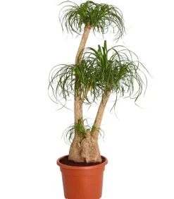 Elefantenfuß - Beaucarnea recurvata, verzweigt