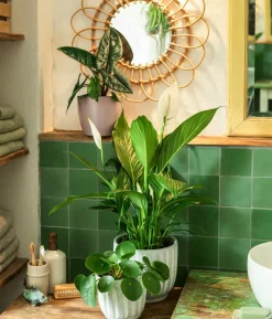 Elefantenohr - Alocasia scalprum