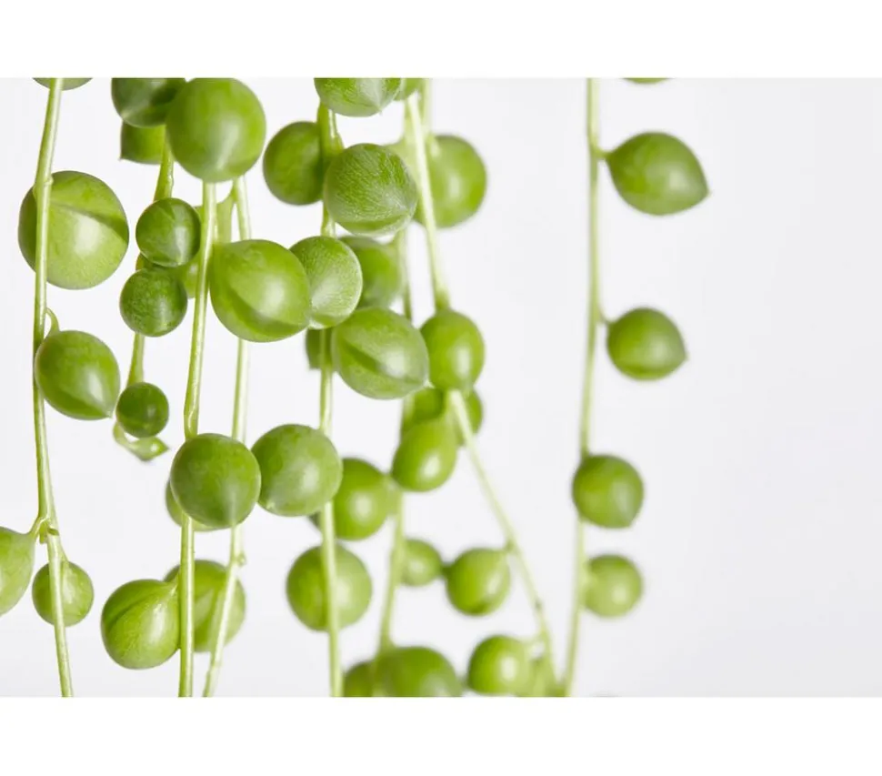 Erbsenpflanze - Senecio rowleyanus