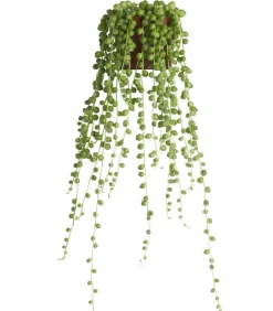 Erbsenpflanze - Senecio rowleyanus