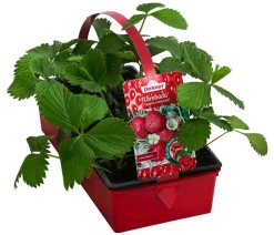 Erdbeere 'Lambada', 8er-Schale