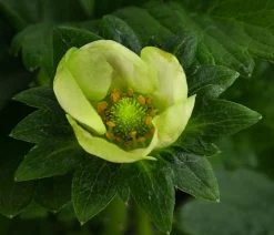 Erdbeere 'Elan'