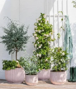 Eukalyptus, Busch