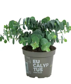 Eukalyptus, Busch