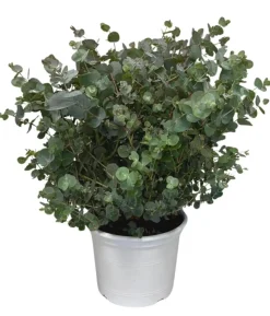 Eukalyptus, Busch