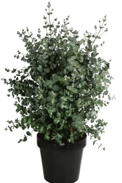 Eukalyptus, Busch