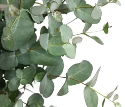 Eukalyptus, Busch