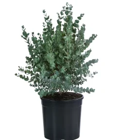 Eukalyptus, Busch
