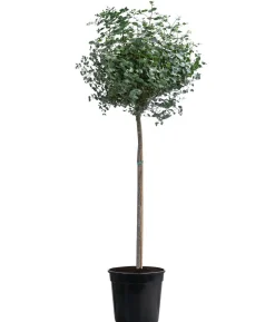 Eukalyptus, Stämmchen