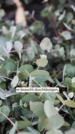 Eukalyptus, Stämmchen