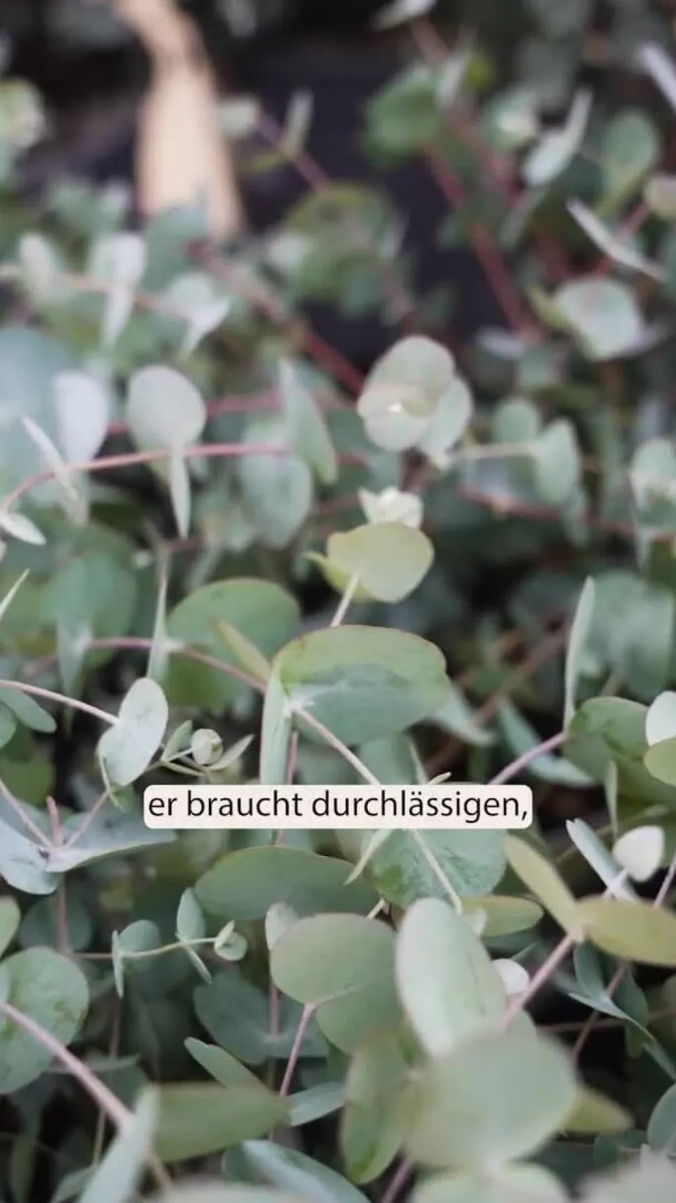 Eukalyptus, Stämmchen