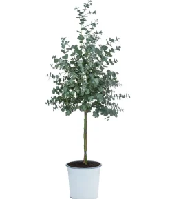 Eukalyptus, Stämmchen
