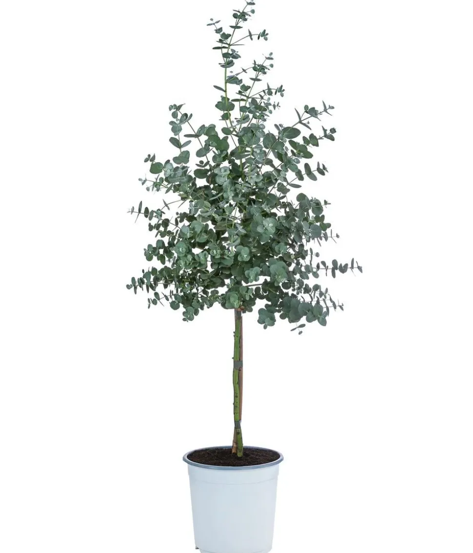 Eukalyptus, Stämmchen
