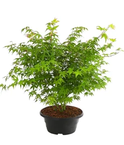 Fächerahorn 'Little Princess', Schale