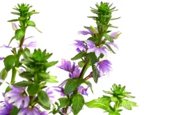 Fächerblume