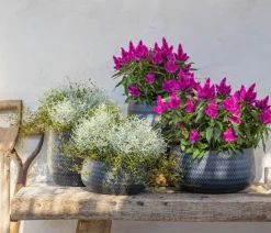 Federbusch 'Venezuela'