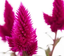 Federbusch 'Venezuela'