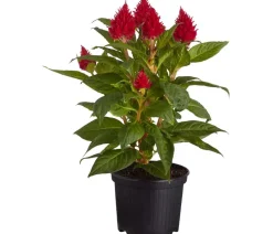 Federbusch, verschiedene Farben