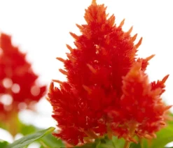 Federbusch, verschiedene Farben