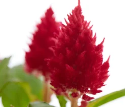 Federbusch, verschiedene Farben