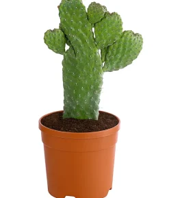 Feigenkaktus - Opuntia consolea