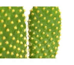 Feigenkaktus - Opuntia indica, verschiedene Sorten