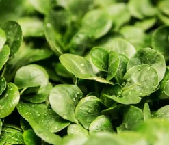 Feldsalat grün, 20er Schale