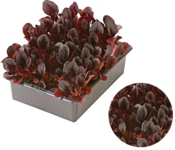 Feldsalat rot, 20er Schale