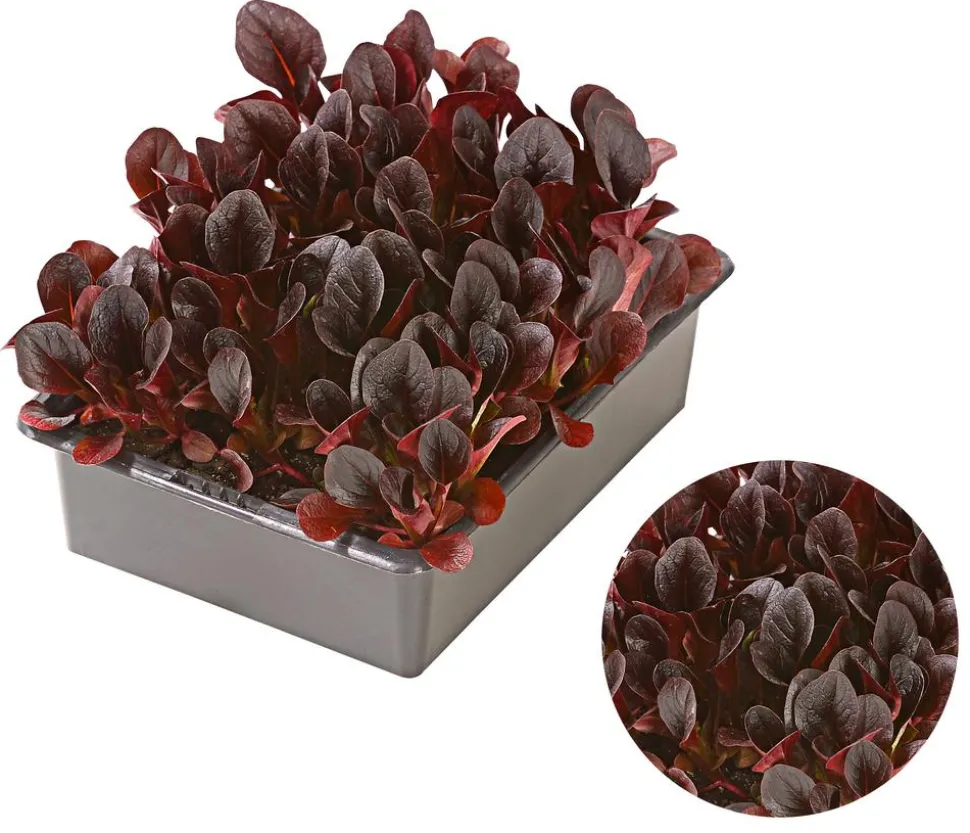 Feldsalat rot, 20er Schale
